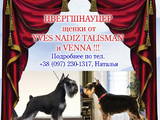 Собаки, щенята Цвергшнауцер, ціна 2200 Грн., Фото