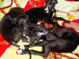Собаки, щенята Грейхаунд, ціна 1500 Грн., Фото