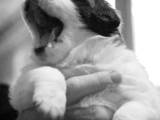 Собаки, щенки Московская сторожевая, цена 1500 Грн., Фото