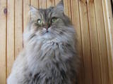 Кішки, кошенята Сибірська, Фото
