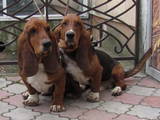Собаки, щенки Бассет, цена 4000 Грн., Фото