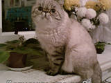 Кошки, котята Экзотическая короткошерстная, цена 800 Грн., Фото