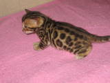 Кошки, котята Бенгальская, цена 7000 Грн., Фото