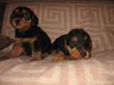 Собаки, щенки Эрдельтерьер, цена 1500 Грн., Фото