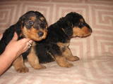 Собаки, щенки Эрдельтерьер, цена 1500 Грн., Фото
