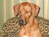 Собаки, щенята Родезійського ріджбек, ціна 12345 Грн., Фото