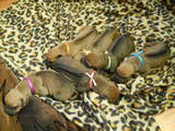 Собаки, щенки Родезийский риджбек, цена 12345 Грн., Фото