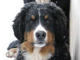 Собаки, щенята Гірський собака Берна, ціна 5000 Грн., Фото