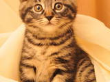 Кошки, котята Курильский бобтейл, цена 3200 Грн., Фото