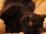 Кішки, кошенята Курильський бобтейл, ціна 3200 Грн., Фото