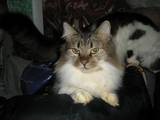 Кошки, котята Норвежская лесная, цена 10 Грн., Фото