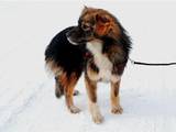 Собаки, щенята Шелті, ціна 5 Грн., Фото