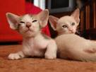 Кішки, кошенята Сейшельська короткошерста, ціна 2500 Грн., Фото