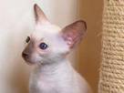 Кошки, котята Сейшельская короткошерстная, цена 2500 Грн., Фото
