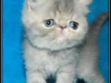 Кошки, котята Экзотическая короткошерстная, цена 2400 Грн., Фото