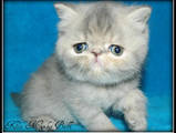 Кошки, котята Экзотическая короткошерстная, цена 2400 Грн., Фото