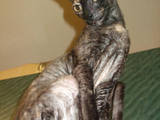 Кішки, кошенята Корніш-рекс, ціна 3000 Грн., Фото