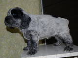 Собаки, щенята Англійська Спрінгер спаніель, ціна 50 Грн., Фото