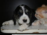 Собаки, щенки Английский спрингер спаниель, цена 50 Грн., Фото