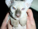 Кішки, кошенята Петербурзький сфінкс, ціна 1000 Грн., Фото