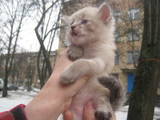 Кошки, котята Невская маскарадная, цена 450 Грн., Фото