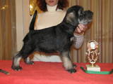 Собаки, щенята Міттельшнауцер, ціна 3000 Грн., Фото