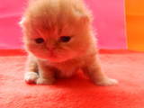 Кошки, котята Экзотическая короткошерстная, цена 1600 Грн., Фото