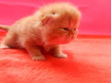 Кошки, котята Экзотическая короткошерстная, цена 1600 Грн., Фото