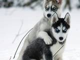 Собаки, щенки Сибирский хаски, Фото