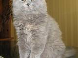Кошки, котята Хайленд Фолд, цена 2900 Грн., Фото