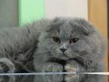 Кішки, кошенята Highland Fold, ціна 2900 Грн., Фото