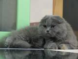 Кошки, котята Хайленд Фолд, цена 2900 Грн., Фото