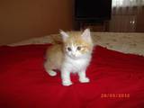 Кошки, котята Карельский бобтейл, цена 800 Грн., Фото