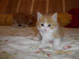 Кішки, кошенята Карельський бобтейл, ціна 800 Грн., Фото