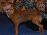 Собаки, щенки Русский длинношерстный тойтерьер, цена 6000 Грн., Фото