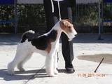 Собаки, щенята Жорсткошерстий фокстер'єр, ціна 2500 Грн., Фото