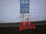Собаки, щенята Грейхаунд, ціна 1000 Грн., Фото