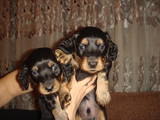 Собаки, щенята Довгошерста такса, ціна 350 Грн., Фото