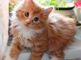 Кішки, кошенята Карельський бобтейл, ціна 2100 Грн., Фото