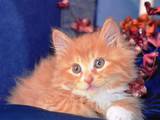 Кошки, котята Карельский бобтейл, цена 2100 Грн., Фото