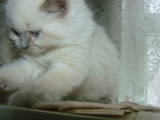 Кішки, кошенята Невськая маскарадна, ціна 800 Грн., Фото