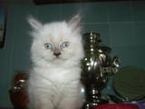 Кошки, котята Невская маскарадная, цена 800 Грн., Фото