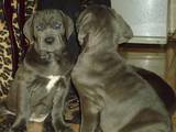 Собаки, щенята Мастіно неаполетано, ціна 4500 Грн., Фото