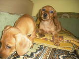 Собаки, щенки Гладкошерстная миниатюрная такса, цена 800 Грн., Фото