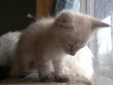 Кошки, котята Сибирская, цена 400 Грн., Фото