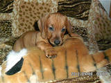 Собаки, щенята Гладкошерста такса, ціна 350 Грн., Фото
