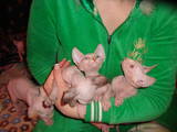 Кішки, кошенята Канадський сфінкс, ціна 2000 Грн., Фото