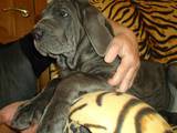 Собаки, щенки Мастино неаполетано, цена 4500 Грн., Фото