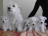 Собаки, щенки Немецкий дог, цена 6000 Грн., Фото