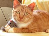 Кошки, котята Европейская короткошерстная, цена 50 Грн., Фото